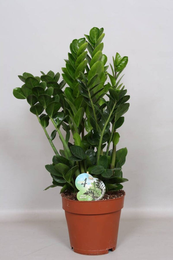 Zamiolculcas Midori ø19