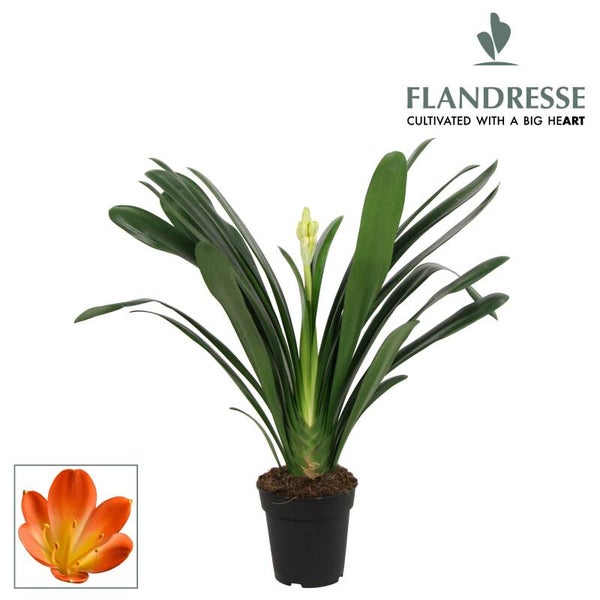Clivia Miniata ø15.  Box x6