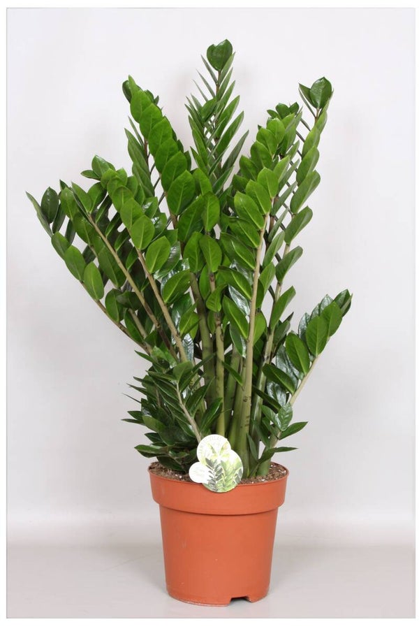 Zamiolculcas ø24