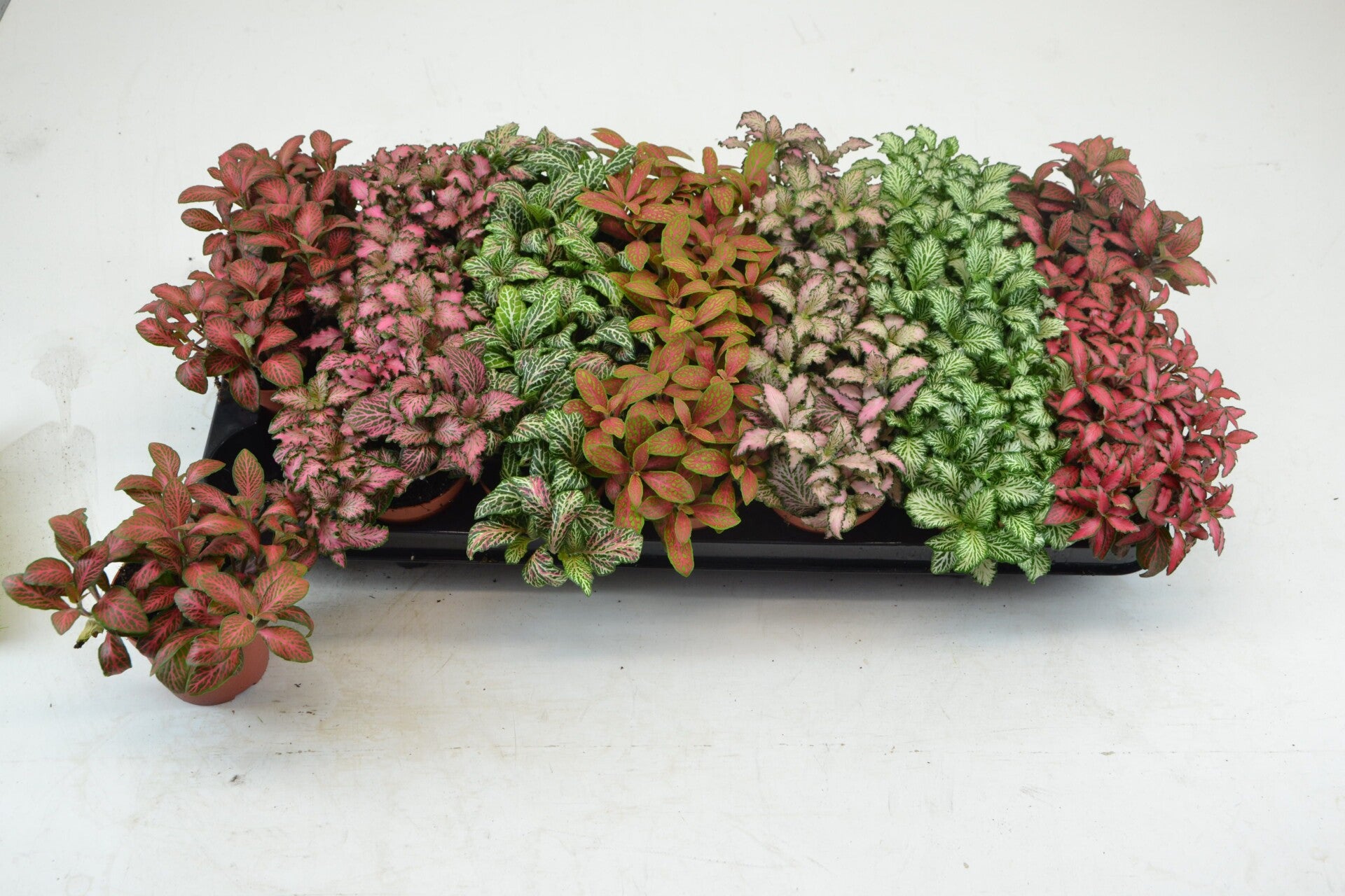 Fittonia mix ø8. Box x21