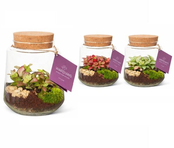 Terrarium Mercurius ø16.  Box x3