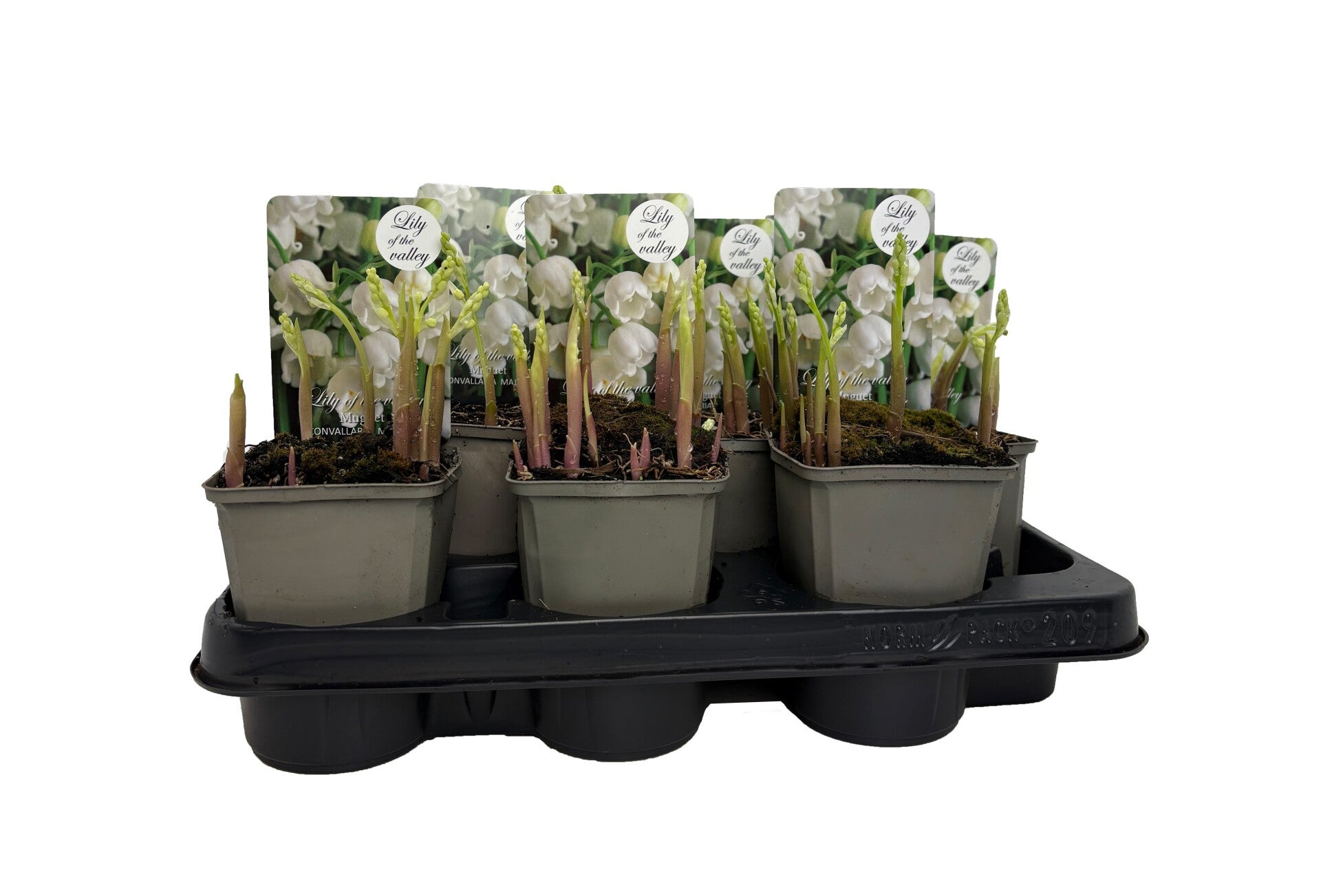 Convallaria (mughetto) ø11.  Box x9