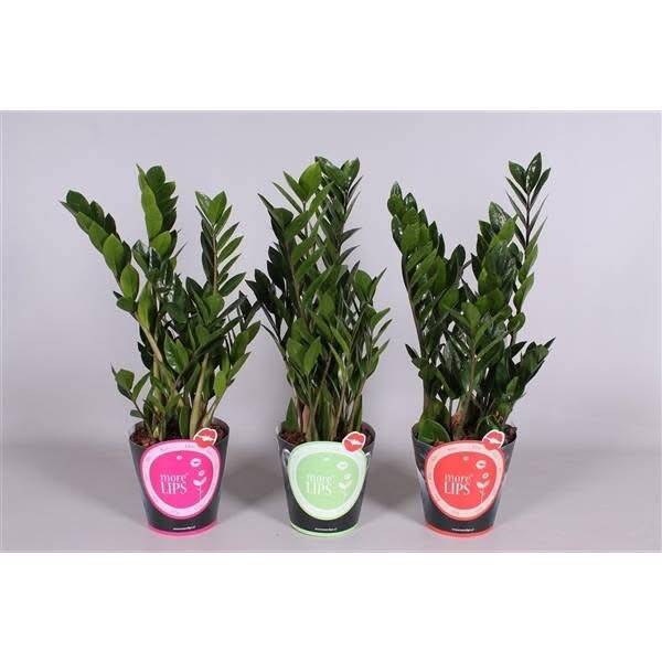 Zamiolculcas MORE LIPS ø17