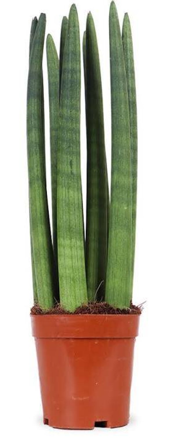 Sanseviera Stright ø14