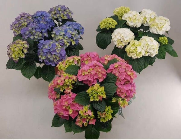 Hydrangea mix ø20