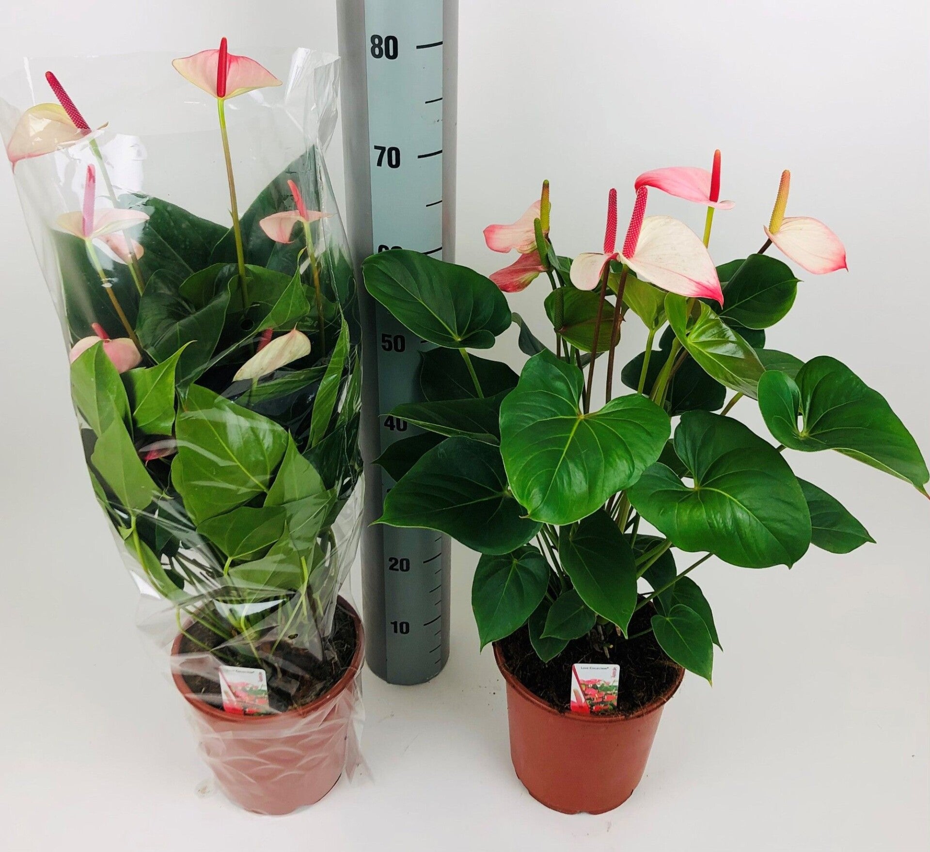 Anthurium Amalia Elegants ø24