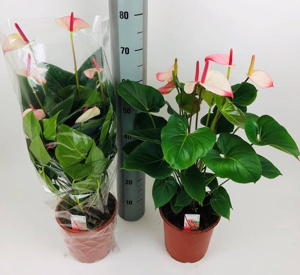 Anthurium Amalia Elegants ø24