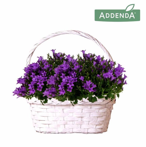 Campanula in cesto ø23. Box x4