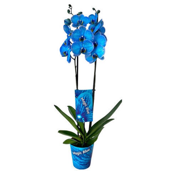 Phalaenopsis Wonder Blu 2spike