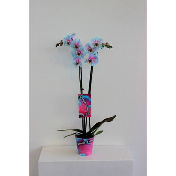 Phalaenopsis Wonder Nature 2 spike