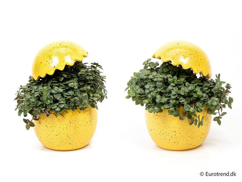 Arrangiamento Egg ø11.  Box x5