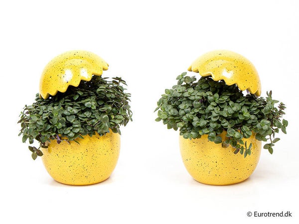 Arrangiamento Egg ø11.  Box x5