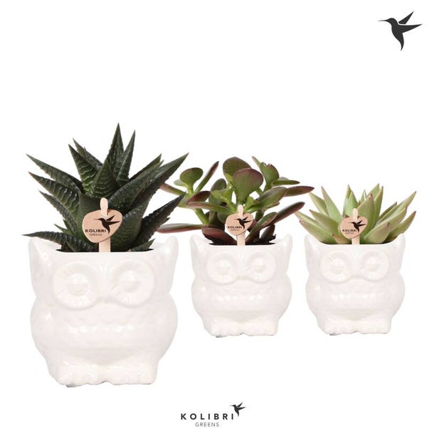Succulenten Owl white ø7.  Box x12