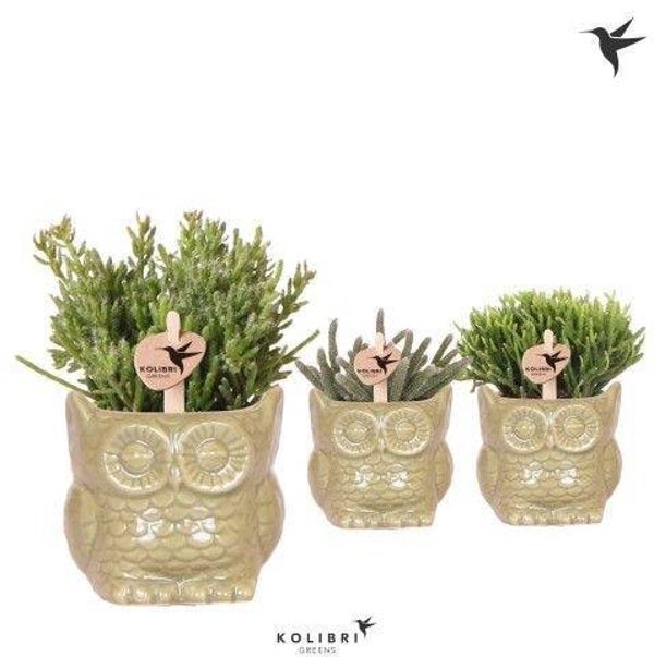 Rhipsalis Owl Green ø7. Box x12