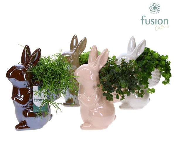 Arrangiamento Fusion ø19.  Box x4