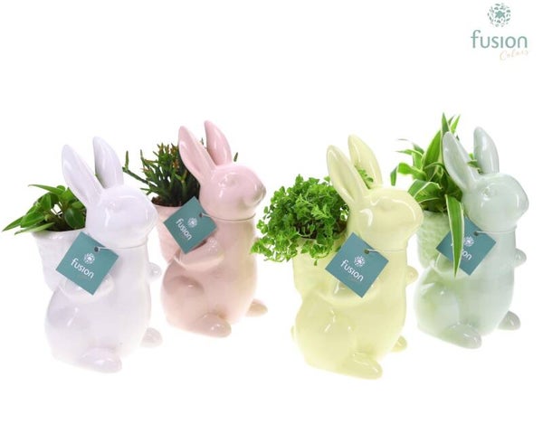 Arrangiamento Fusion ø12.  Box x8