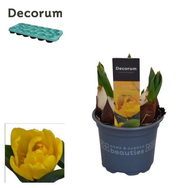 Tulipa Yellow Baby ø9.  Box x18