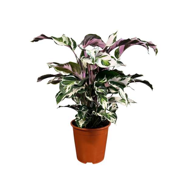 Calathea Stella ø19