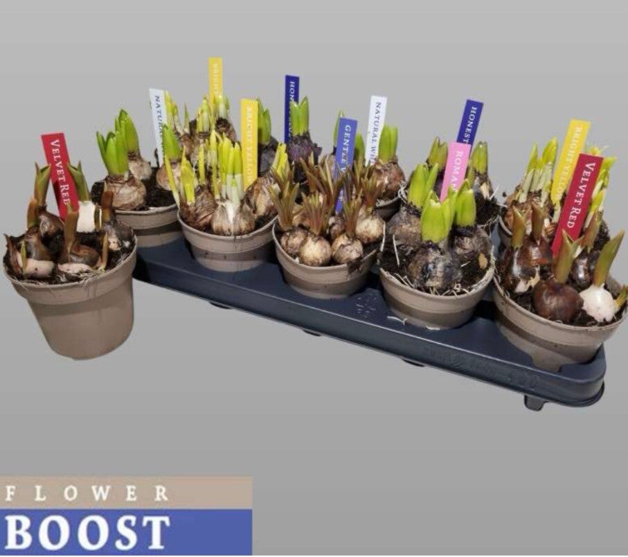 Bulbi mix ø12.  Box x10