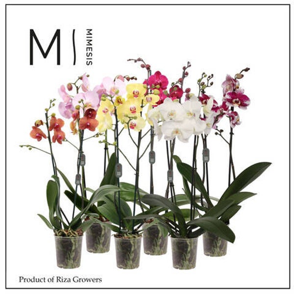 Phalaenopsis Mimesis mix 2spike ø12.  Box x10