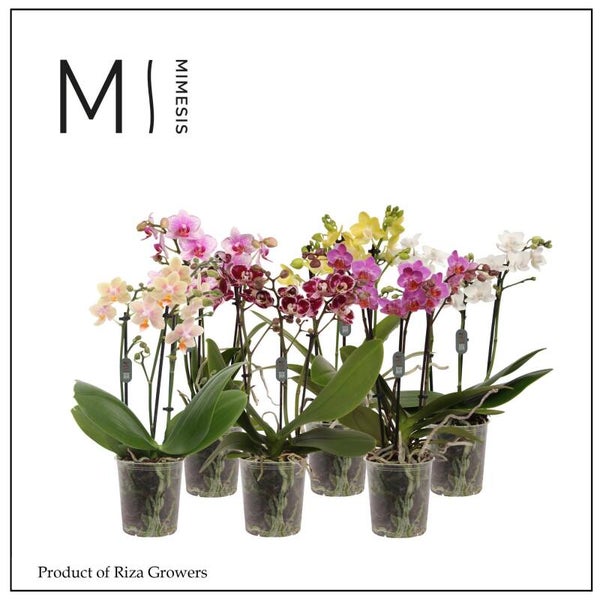 Phalaenopsis multi 3spike mix ø9.  Box x12