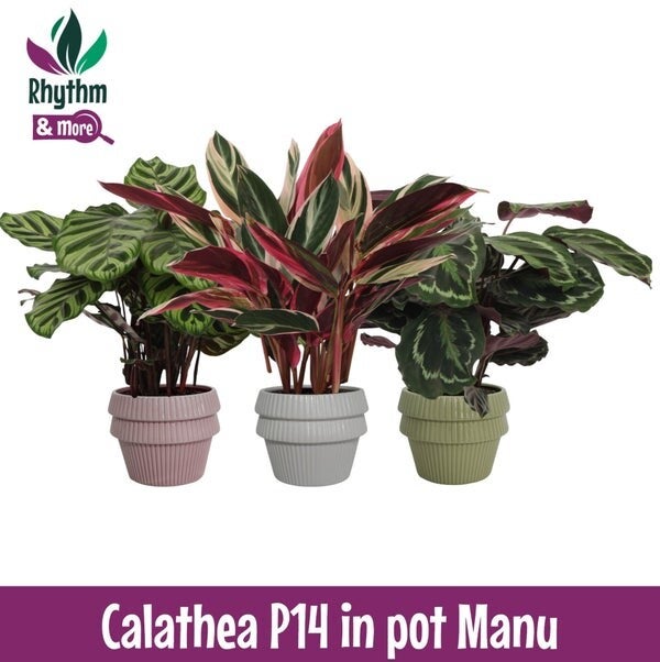 Calathea Manu pot.  Box x3