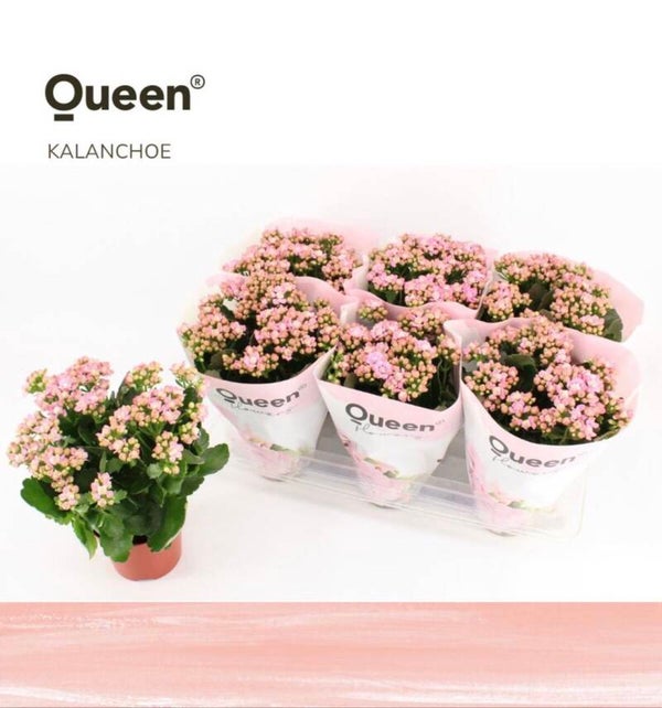 Calandiva Queen Pink ø14.  Box x6