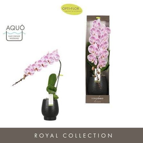Phalaenopsis Formidablo Iguaza in Abruzzo pot ø12