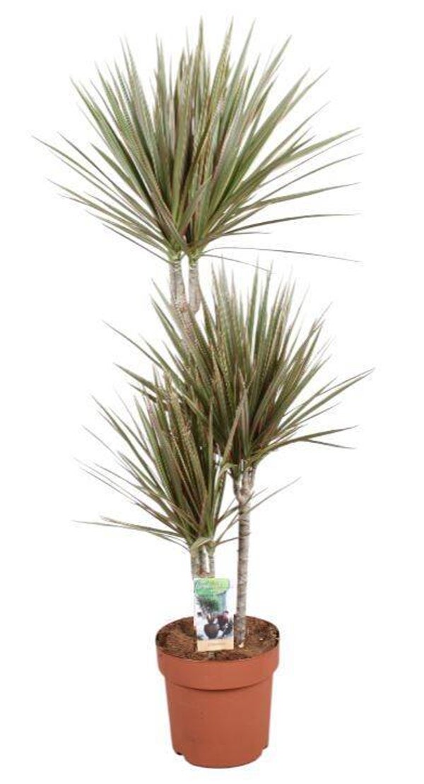 Dracaena Bicolor 60/30/15 ø24