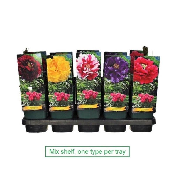 Paeonia Suffruticosa ø14.  Box x10