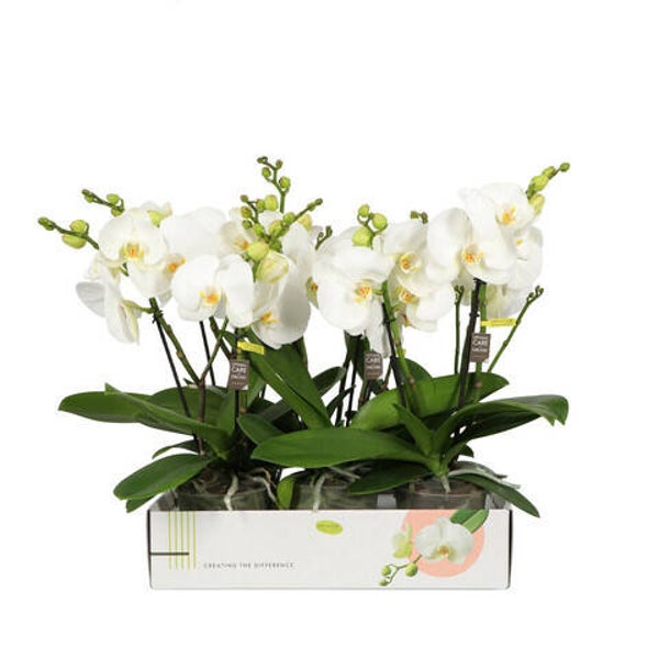Phalaenopsis Big 50 2spike ø12.  Box x6