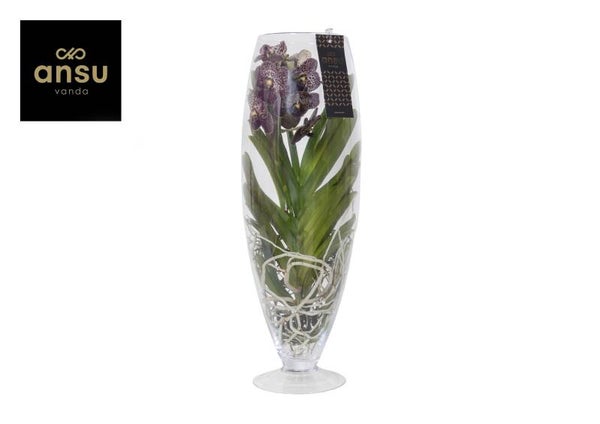 Vanda Champagne Brown