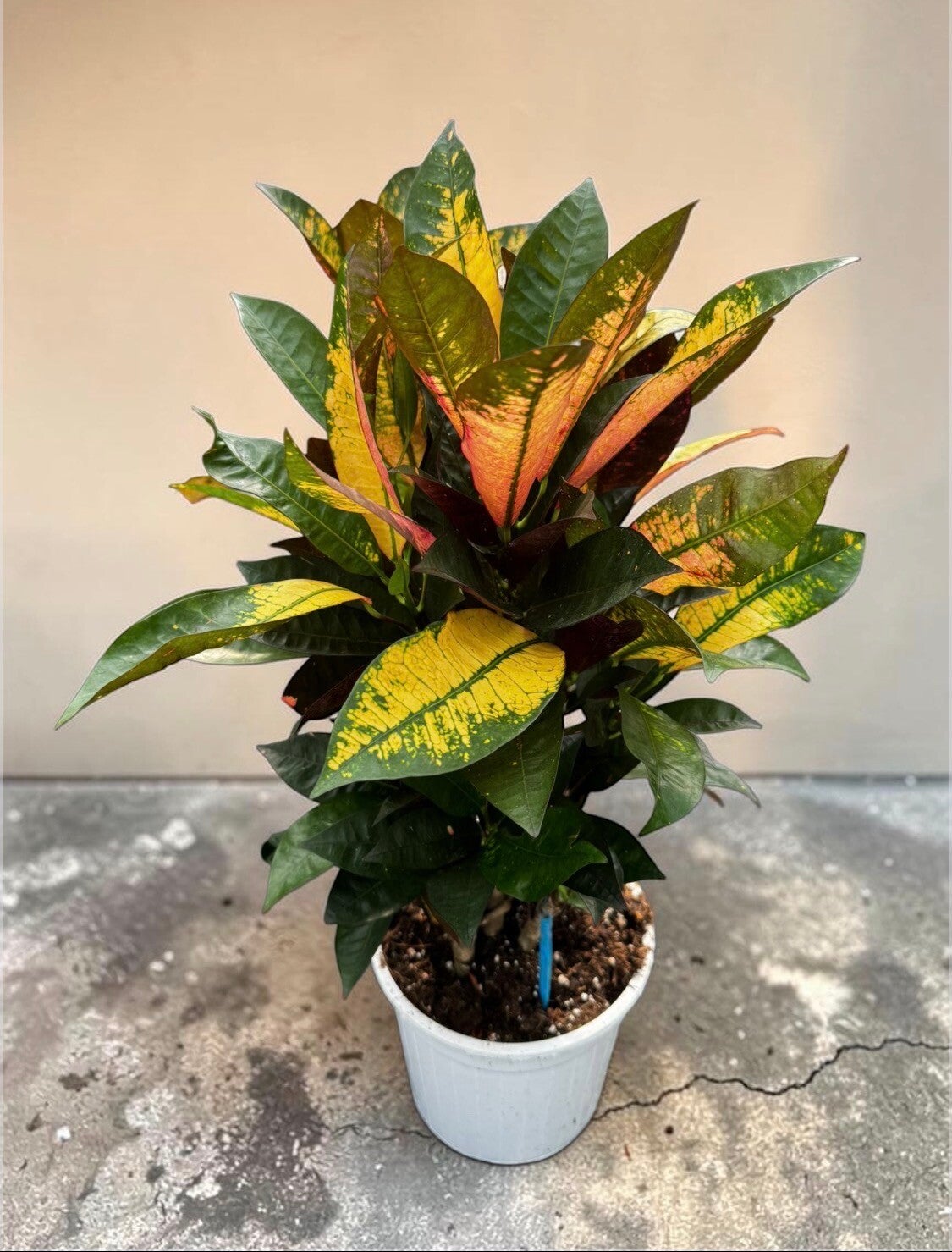Croton Iceton ramificata ø21