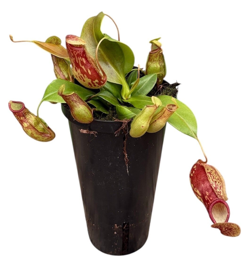 Nepenthes Gayá ø13.  Box x6