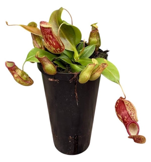 Nepenthes Gayá ø13.  Box x6