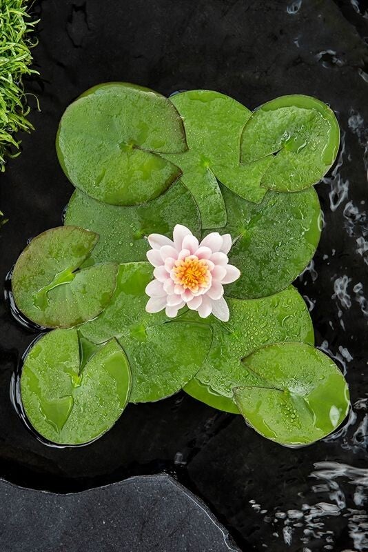 Nymphaea overing ø12.  Box x6