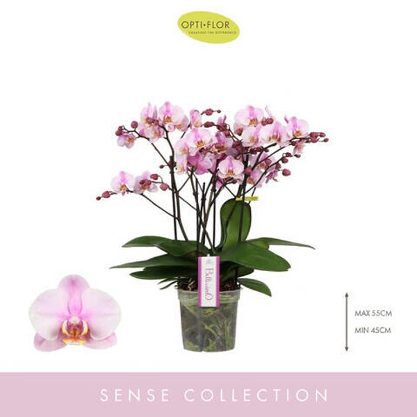 Phalaenopsis bellissimo angelo 4spike ø15.  Box x3