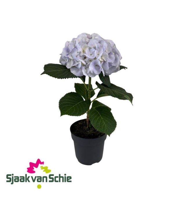 Hydrangea Fusion ø17 h60.  Box x3
