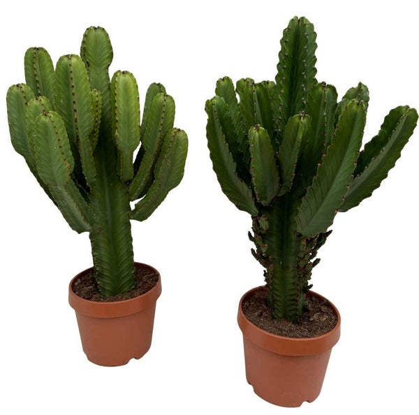 Euphorbia Ingens ramificata ø30 h110