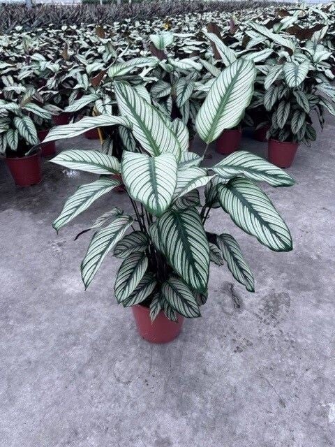 Calathea Majestica ø19