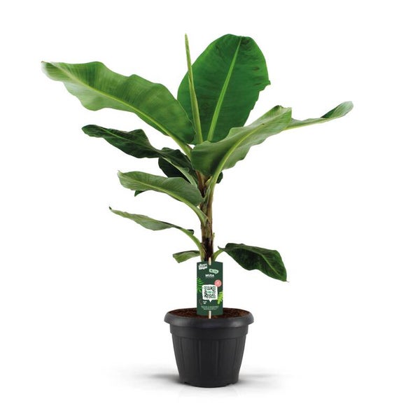 Musa  Cavendisch ø30 h140