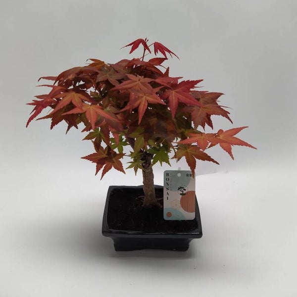 Acer bonsai ø15