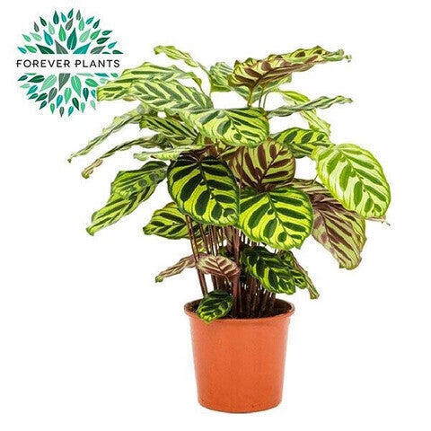 Calathea Makoiana ø17