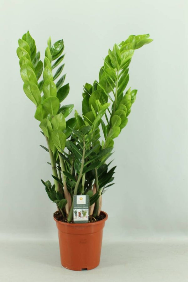 Zamiolculcas ø21