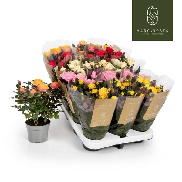 Roselline kordana mix ø11.  Box x15