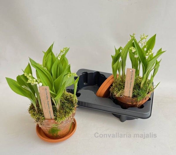 Convallaria mughetto ø17.  Box x2