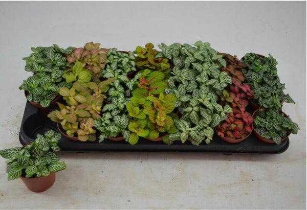 Fittonia mix ø8. Box x21
