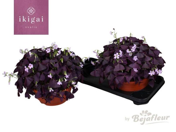 Oxalis Mijke ø24.  Box x2