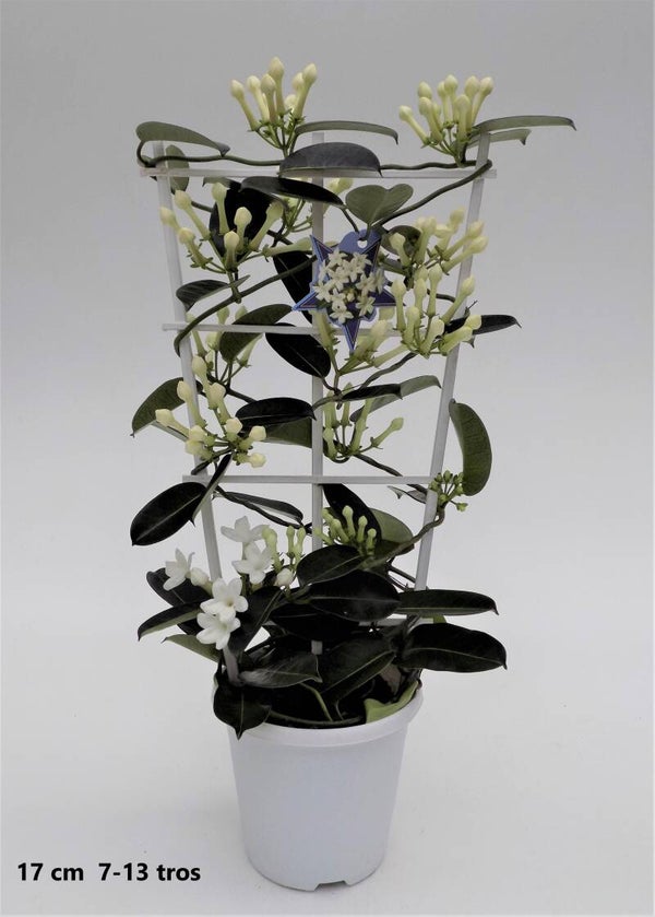 Stephanotis ø17 h70.  Box x6