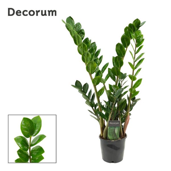 Zamiolculcas Lima ø12.  Box x10